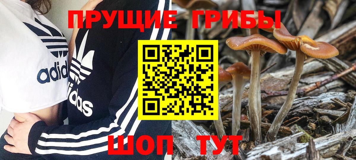 Лесной  Псилоцибиновые грибы Psilocybe  Галлюциногенные грибы Psilocybe  Вход с VPN 